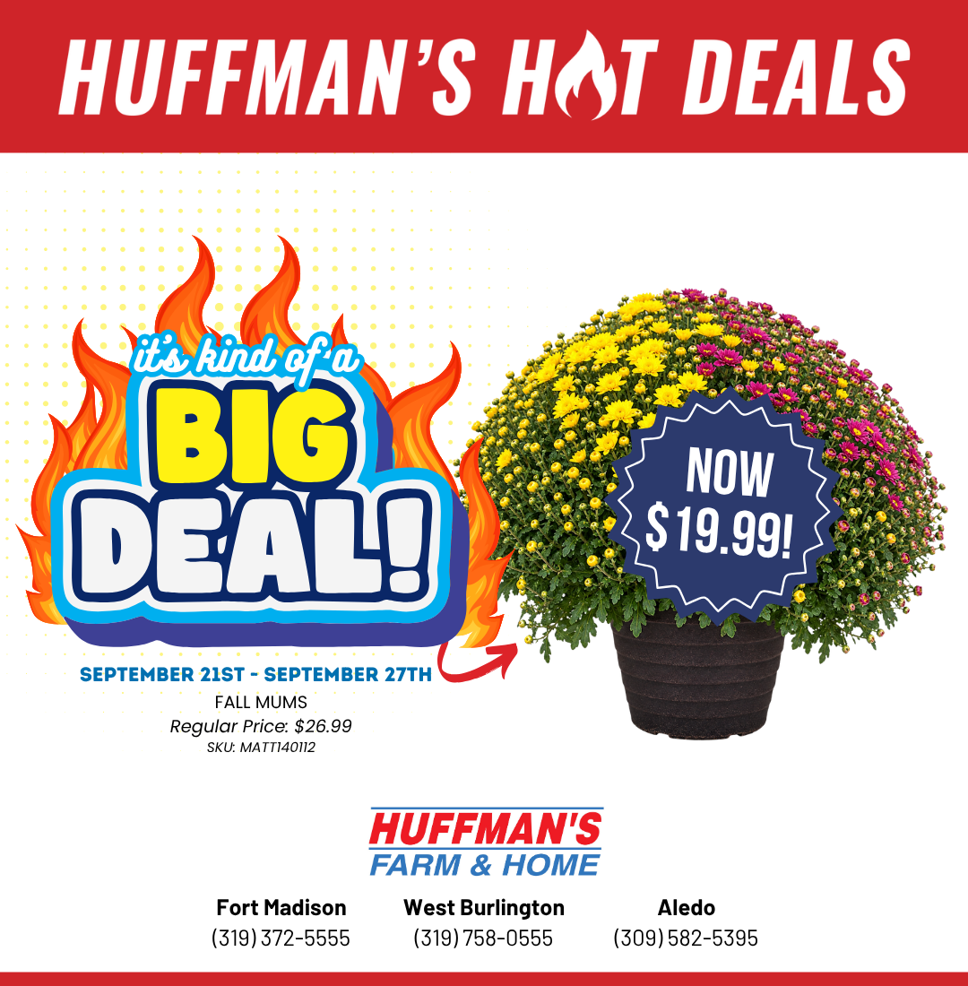 Huffman's Farm & Home Big Deal on Fall Mums